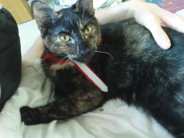 Huskat Bastet billede 14