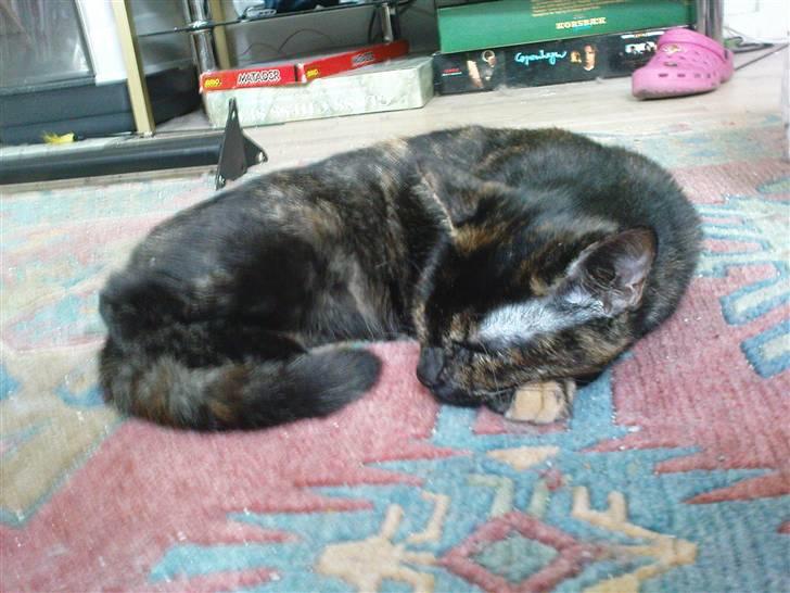 Huskat Bastet billede 15