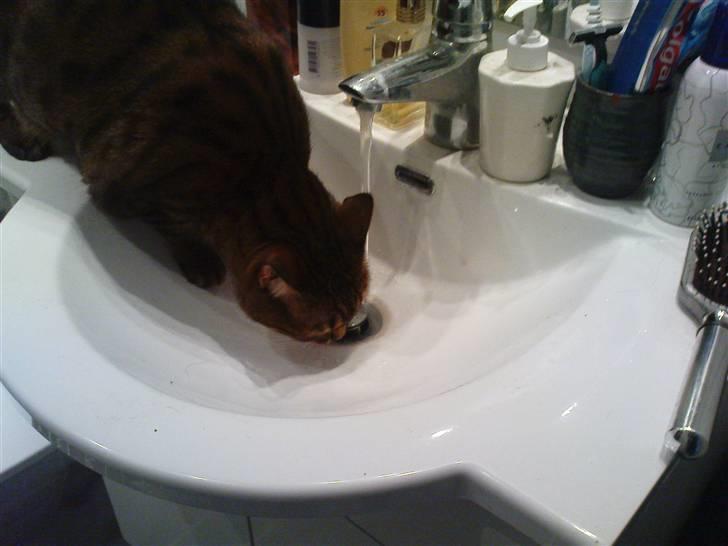 Bengal (Back To Basics) Rose - Tørsten slukkes billede 14