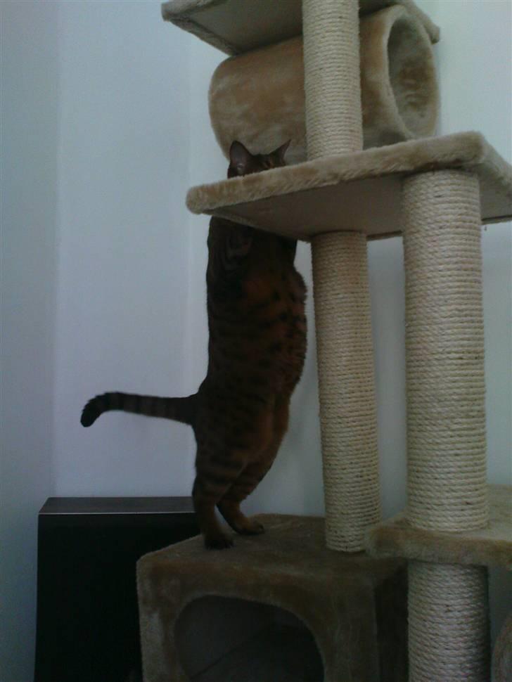 Bengal (Back To Basics) Rose - Sådan sagde de jeg skulle gøre til Senior gymnastik. billede 15