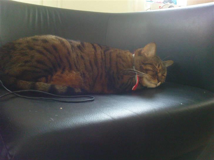 Bengal (Back To Basics) Rose - Vil du have de bedste plads i huset: Flyt på katten billede 16