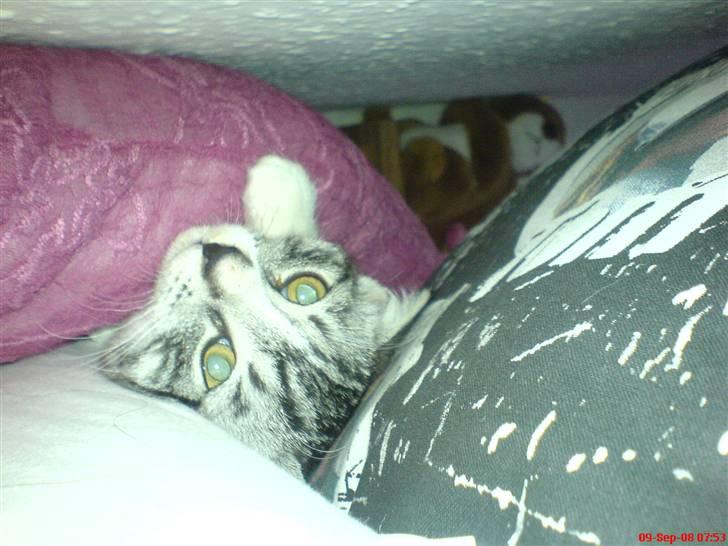 Huskat Basse´s bastian billede 2