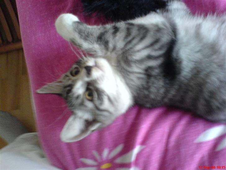 Huskat Basse´s bastian billede 3