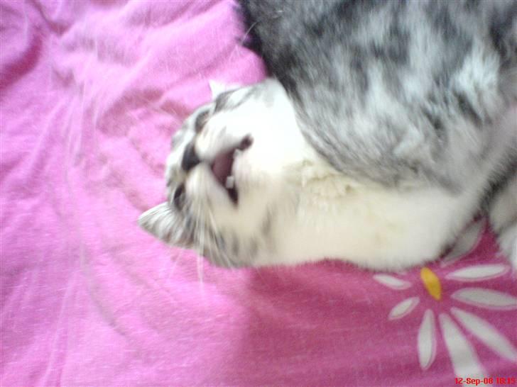 Huskat Basse´s bastian billede 4