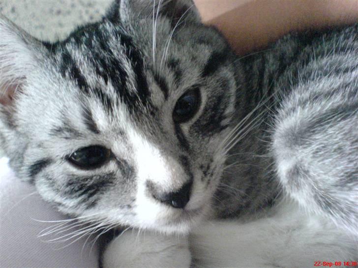 Huskat Basse´s bastian billede 5