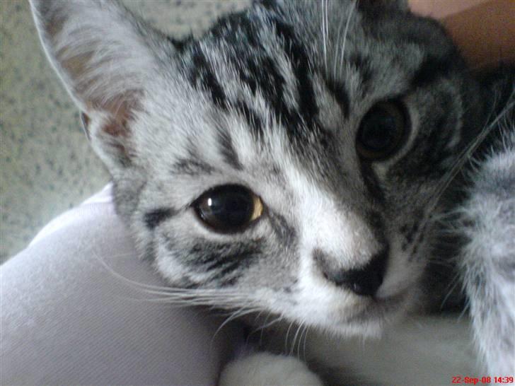 Huskat Basse´s bastian billede 6