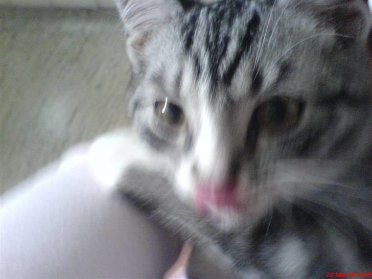 Huskat Basse´s bastian billede 7