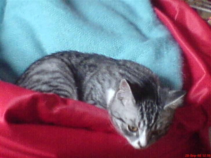 Huskat Basse´s bastian billede 8