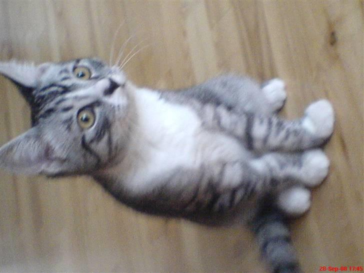 Huskat Basse´s bastian billede 9