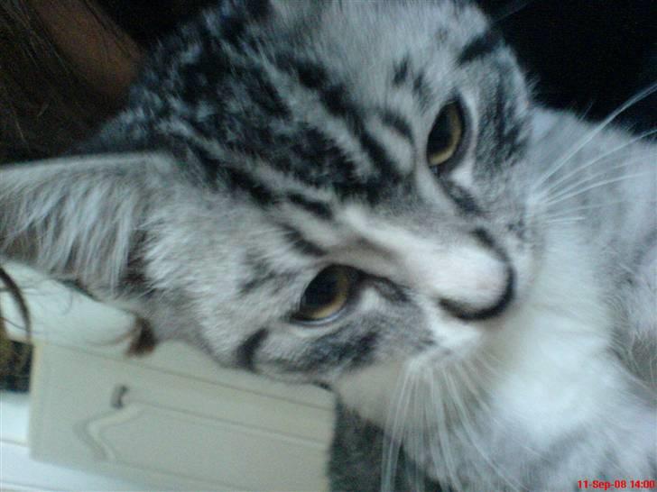 Huskat Basse´s bastian billede 10