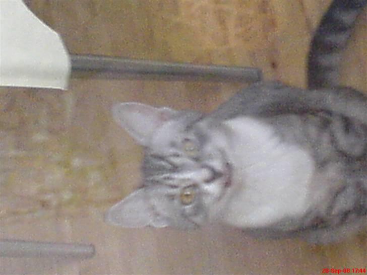 Huskat Basse´s bastian billede 11