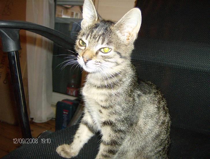 Huskat Gizmo billede 1