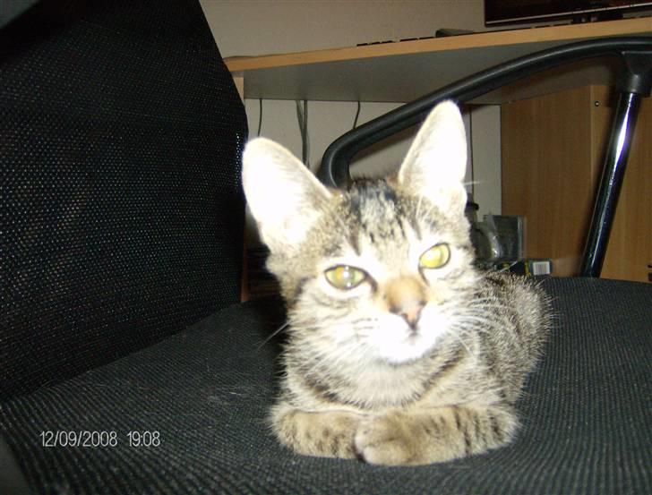 Huskat Gizmo billede 2