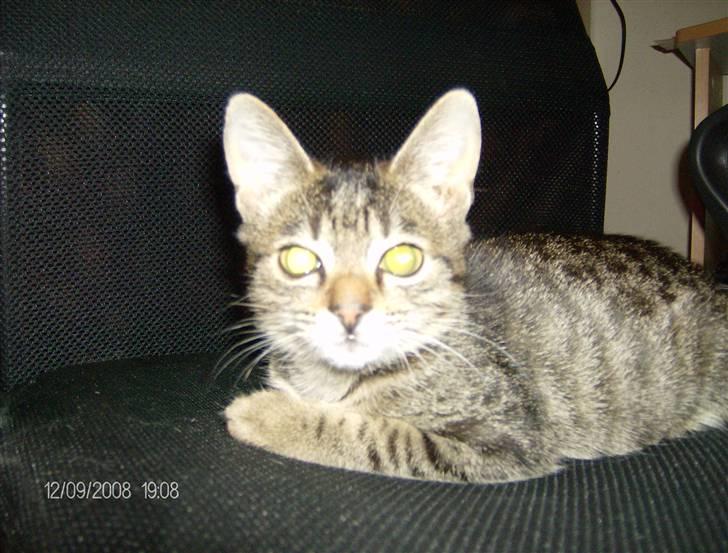 Huskat Gizmo billede 3