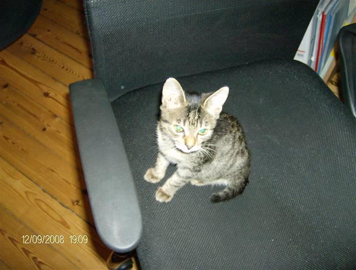 Huskat Gizmo billede 4