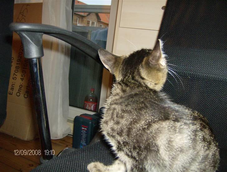 Huskat Gizmo billede 5