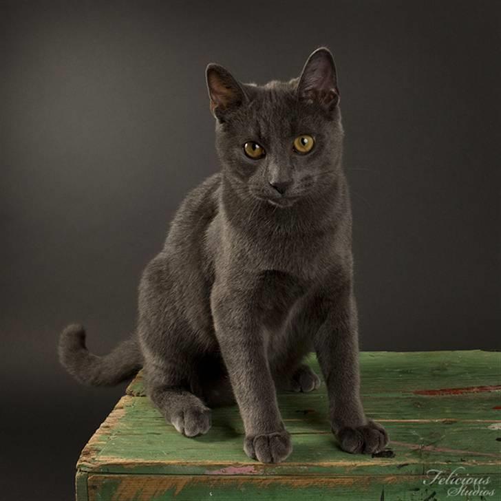 Huskat Sigurd Fafnersbane billede 3