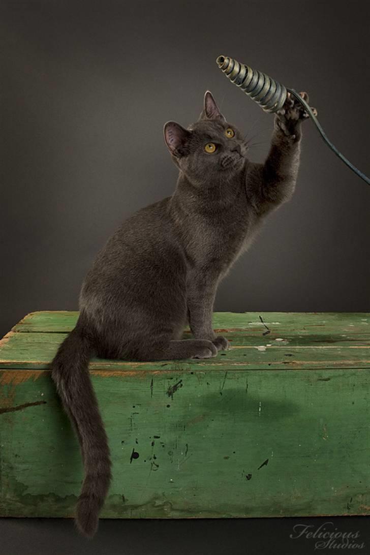 Huskat Sigurd Fafnersbane billede 7