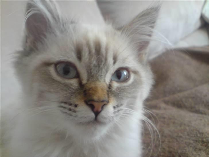 Hellig Birma Zimba billede 7