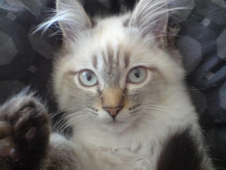 Hellig Birma Zimba billede 8