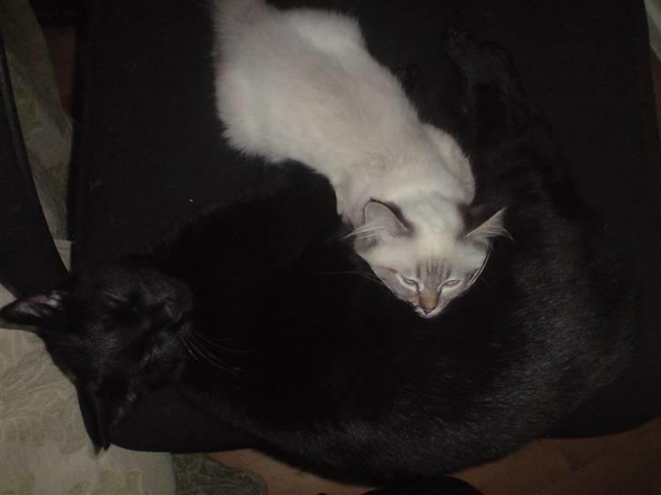 Hellig Birma Zimba billede 9