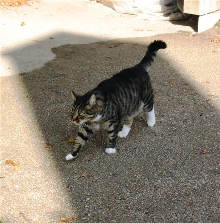 Huskat Charlie  - Smukke Charlie, går sig en lille tur ^^ billede 5