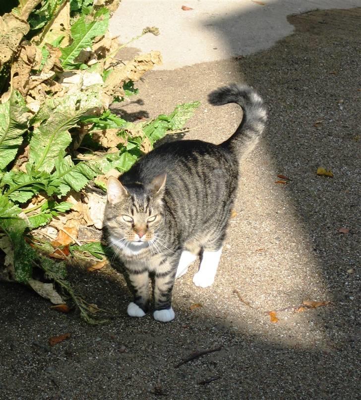 Huskat Charlie  - Charlie i solen . Ligner lidt han kigger skævt op på mig 8D billede 6