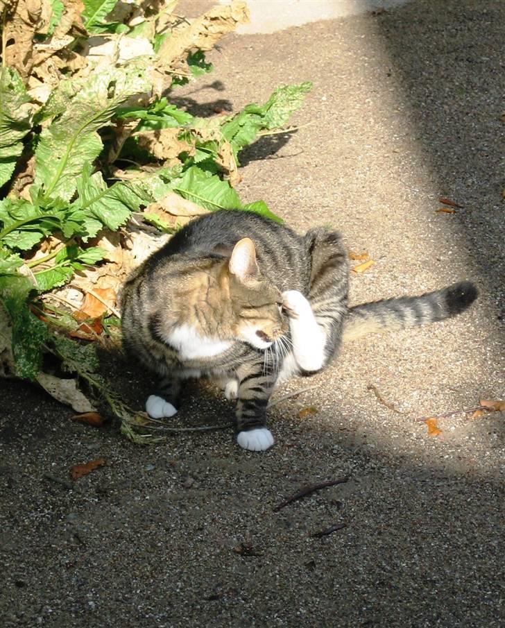 Huskat Charlie  - Haha xD Klør sig lige :P billede 7