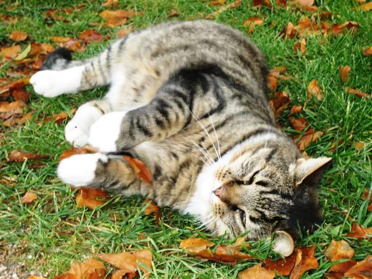 Huskat Charlie  - Smukke Charlie i græsset ;D billede 8