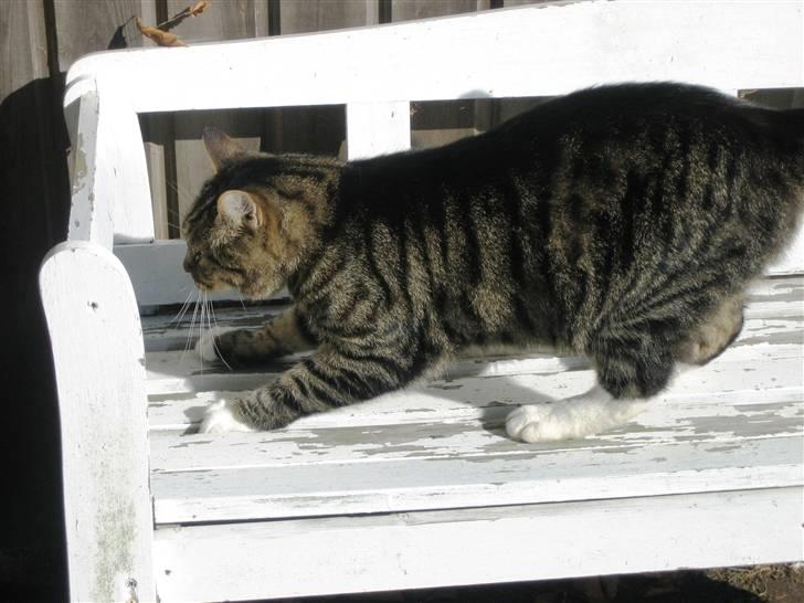 Huskat Charlie  - Charlie kradser kløer på vores bænk ^^ billede 9