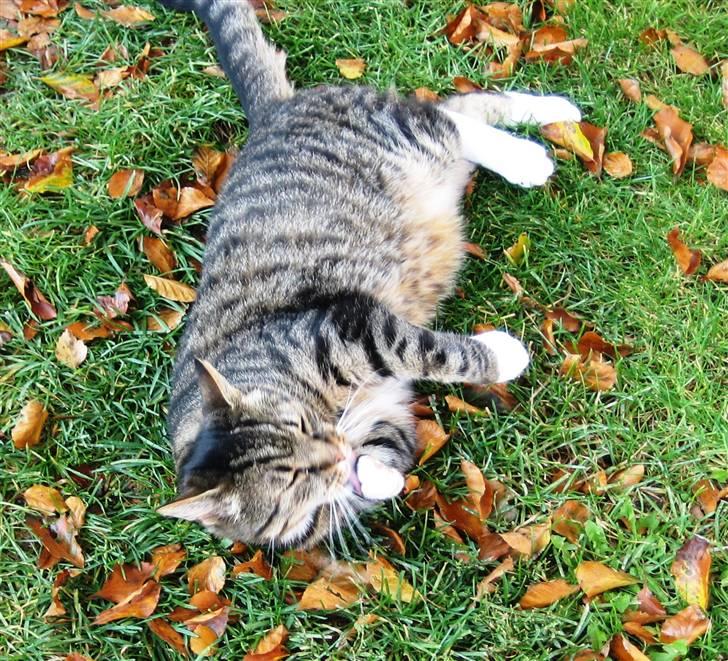 Huskat Charlie  - Charlie vasker sig billede 10