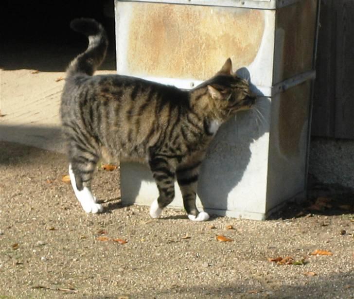 Huskat Charlie  - Haha, ser rigtig feminin ud xD billede 11