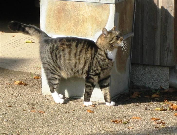 Huskat Charlie  - Charlie x] billede 12