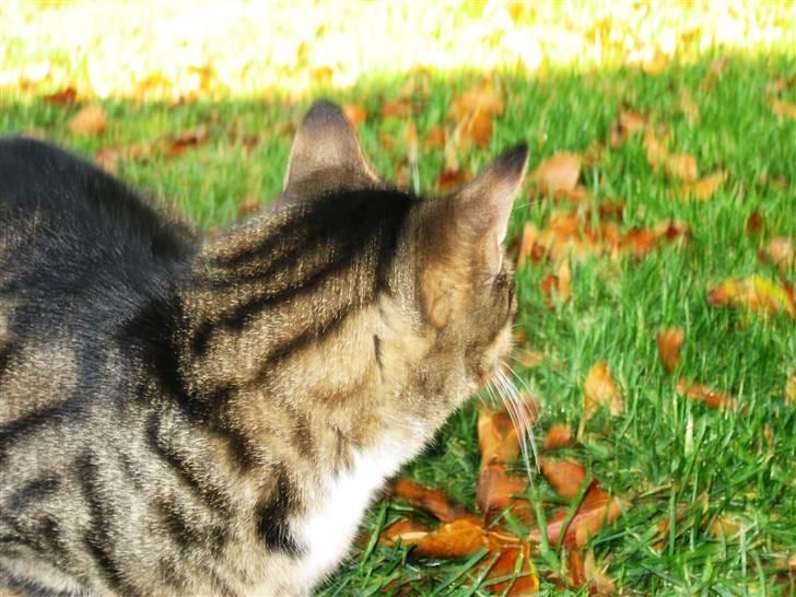 Huskat Charlie  - Smukke kat :D billede 13