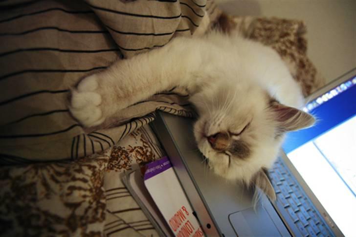 Hellig Birma Lille My's Sigurd - Mmmm... mors computer er dejlig varm at sove på.. billede 11