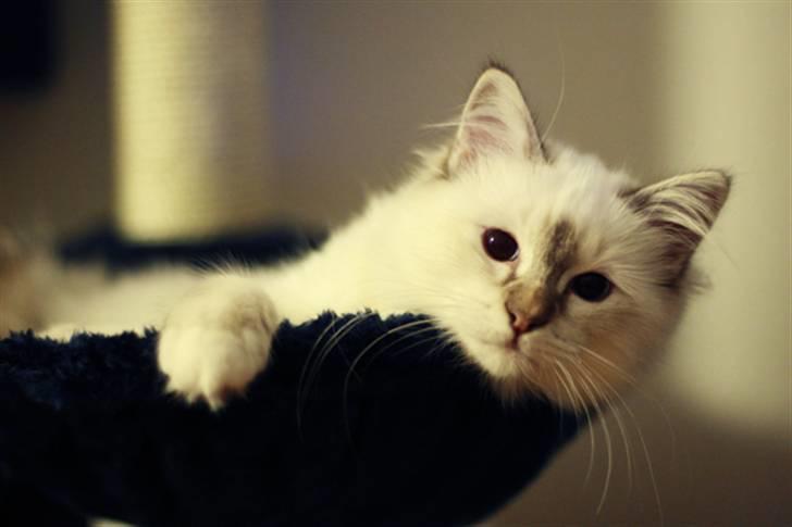 Hellig Birma Lille My's Sigurd billede 12