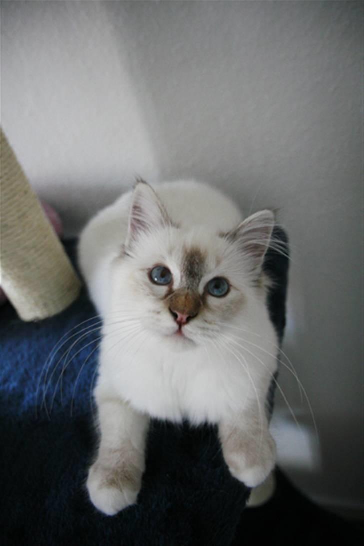 Hellig Birma Lille My's Sigurd billede 13