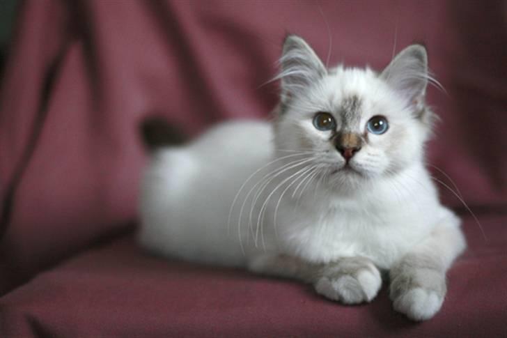 Hellig Birma Lille My's Sigurd billede 14