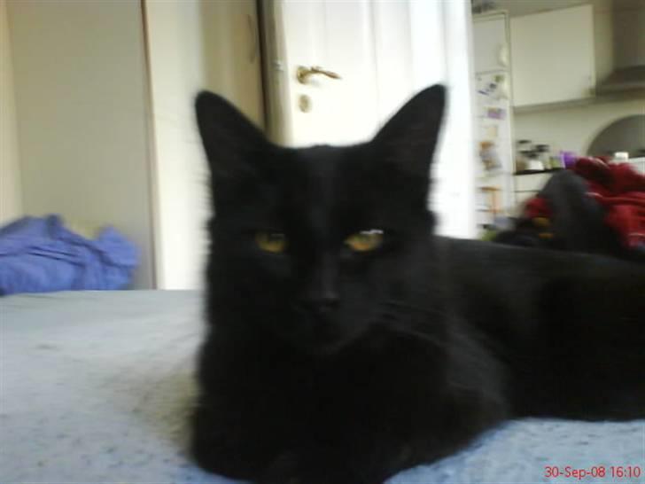 Blanding af racer Mowgli (ikke vores mere) billede 11