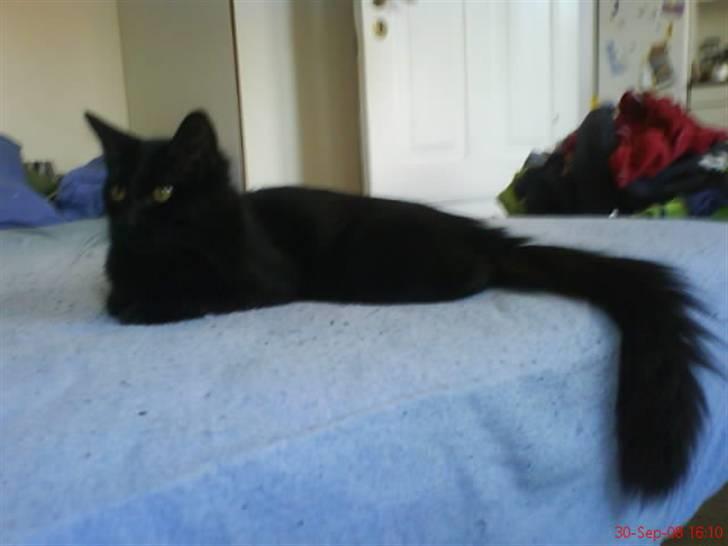 Blanding af racer Mowgli (ikke vores mere) billede 12