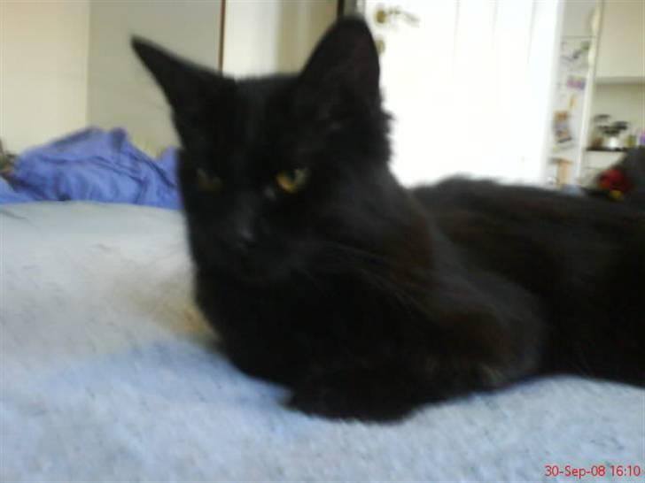 Blanding af racer Mowgli (ikke vores mere) billede 13