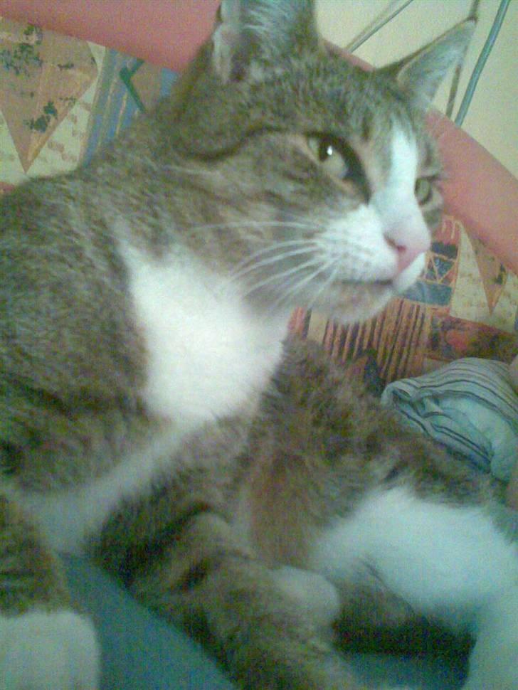 Huskat bølle billede 12