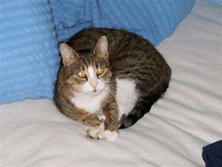 Huskat bølle billede 13