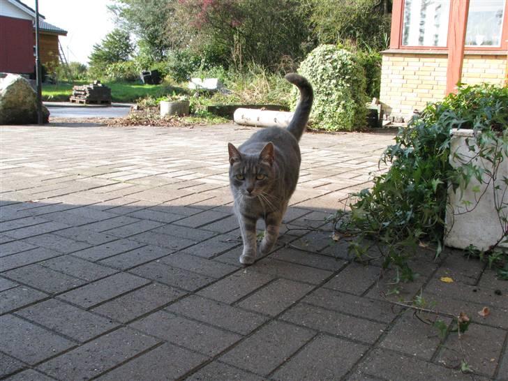 Blanding af racer Cindy - Nyt 30/9-08 billede 17