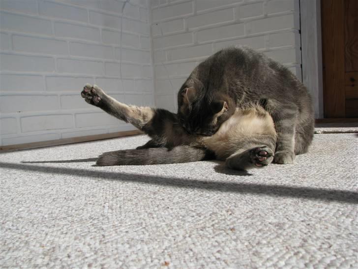 Blanding af racer Cindy - Nyt 30/9-08 billede 18