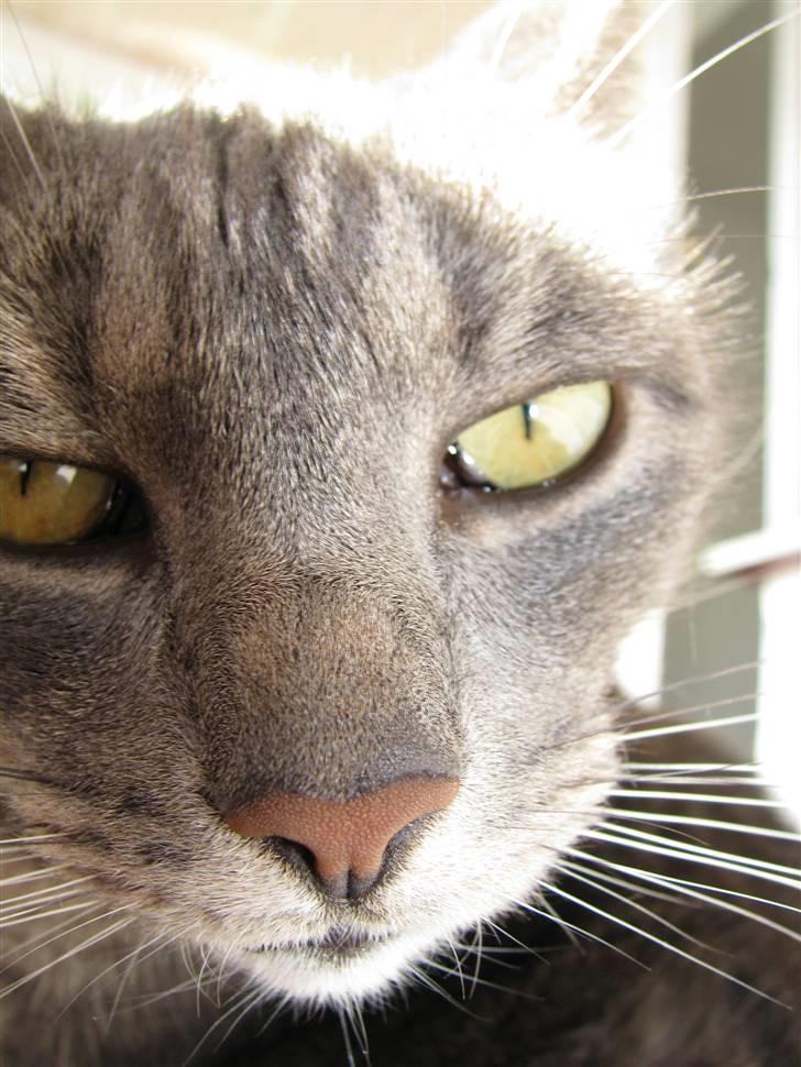 Blanding af racer Cindy - Nyt 30/9-08 billede 19