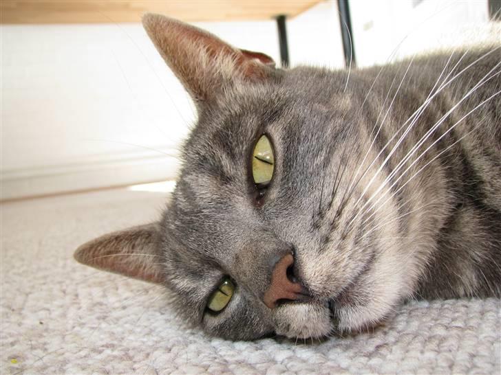 Blanding af racer Cindy - Nyt 30/9-08 billede 20