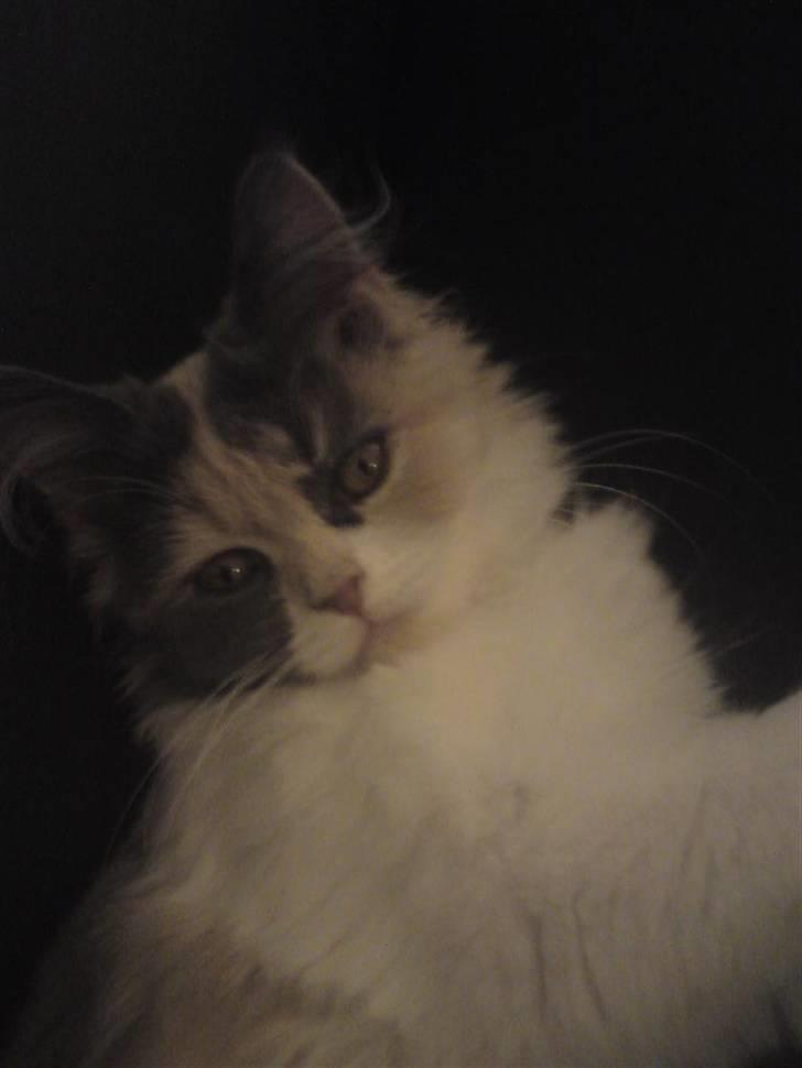 Blanding af racer Cirkeline billede 9