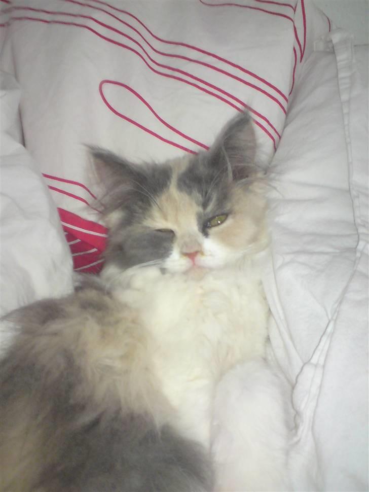 Blanding af racer Cirkeline billede 10