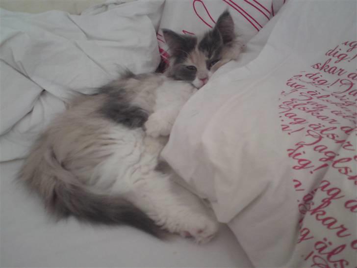 Blanding af racer Cirkeline billede 11